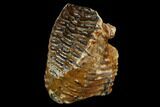 Fossil Woolly Mammoth Upper M Molar - North Sea Deposits #123649-1